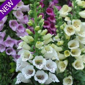 Digitalis purpurea 'Mixed Carousel'